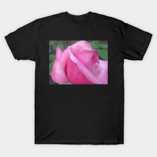 Morning Dew Pink Rose Photo Print And Others T-Shirt